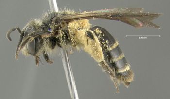 Media type: image;   Entomology 609578 Aspect: habitus lateral view